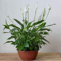 Спатифілум Mimesis купить