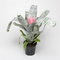 Эхмея фасциата Примера купить