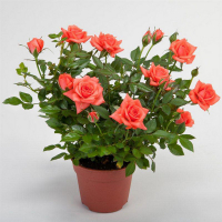 Троянда купить