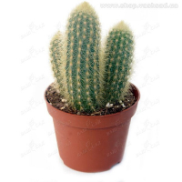 Кактус (Cactus) микс купить