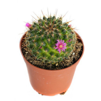 Маммілярія купить