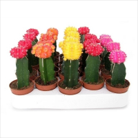 Гимнокалициум японский микс купить