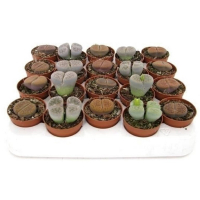 Літопс мікс купить