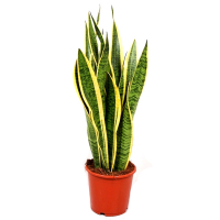 Сансевієрія трисмугова Лоуренса купить