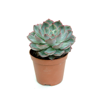 Сукулент мікс купить