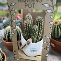 Кактус мiкс композиция купить