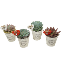 Ехеверія мiкс купить