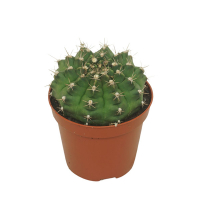 Гимнокалициум Дамса купить