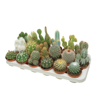 Кактус микс купить
