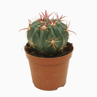 Ферокактус ширококолючковий купить