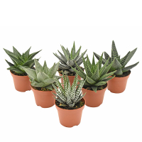 Хавортiя Big Band купить