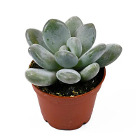 Пахіфітум Оviferum купить