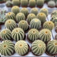 Еріокактус Warasii купить