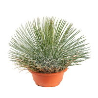 Агава купить