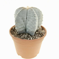 Астрофитум Myriostigma купить