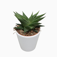 Хавортия Limifolia купить