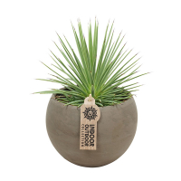 Агава Нана купить