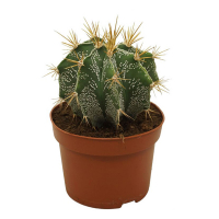 Астрофітум купить