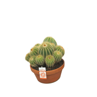 Кактус в керамическом вазоне купить