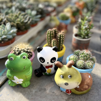 Кактус у декоративному вазоні купить