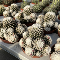 Маммилярия Gracilis oruga blanca купить