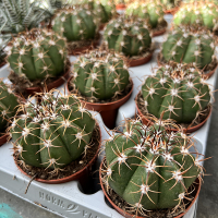 Мелокактус magnificus купить