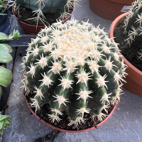 Ехінокактус grusonii brevispinus купить