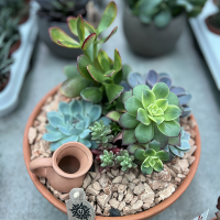 Сукуленти композиція купить