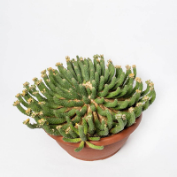 Еуфорбія купить