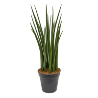 Сансевієрія циліндрична купить