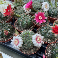 Гимнокалициум Балдианум купить