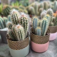 Кактус мiкс купить