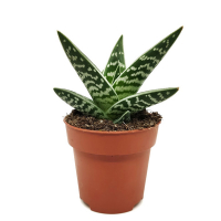 Алоэ Доран Блек купить