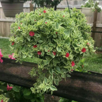 Аптения купить