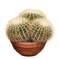 Ехінокактус grusonii intermedius купить