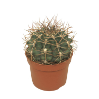 Гимнокалициум Делета купить