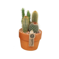 Кактус микс композиция купить