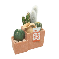 Кактус композиция квадрат купить