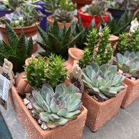 Суккулент микс композиция купить