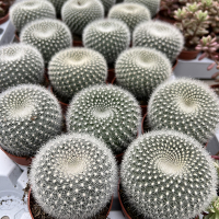 Пародия (Эриокактус) Хазельберга купить