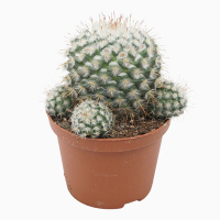 Маммилярия Bombycina купить