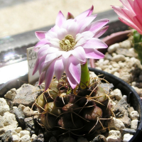 Гимнокалициум Дамса купить