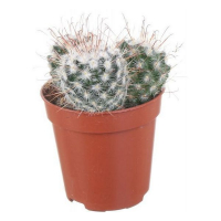 Кактус mix 3plakbloemen купить