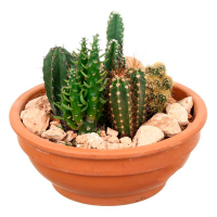 Кактус Beplant in Pastel schaal купить