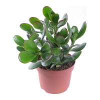 Крассула Mix 8,5 Cm купить