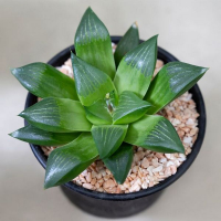 Хавортия De Luxe купить