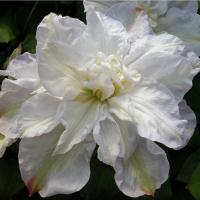 Клематис мікс купить