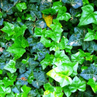 Плющ (Хедера) Хіберніка купить