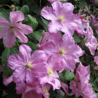 Клематис мікс купить