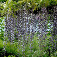 Глициния обильноцветущая микс купить